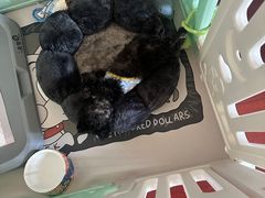 -唐小姐の猫狗洗护·购宠旗舰店(周浦万达店)