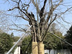 -上海佘山国家森林公园天马山园