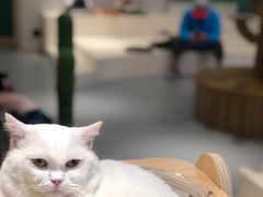 -飞行喵MR PILOT|猫舍·猫咖(静安大融城店)