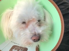 -顺强宠物诊所·狂犬免疫·夜诊·骨科(嘉定店)