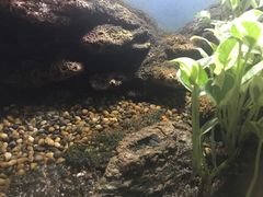 -暹罗海洋世界