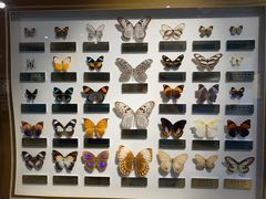 -上海昆虫博物馆