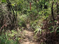 -黄埔油麻山森林公园