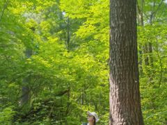 -五营红松林海景区
