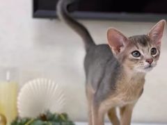 -猫十亿·布偶金渐层·曼基康矮脚猫舍(青年路店)