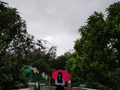 -百万葵园