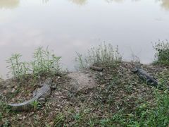 -中国扬子鳄村