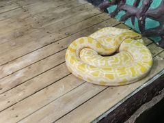 -辛玛王国游乐园