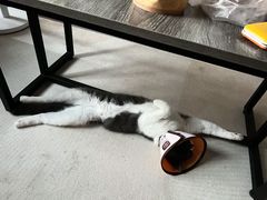 -御宝贝·A梦猫科宠物医院(国际猫友好医院)