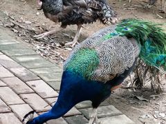 -泉州海丝野生动物世界