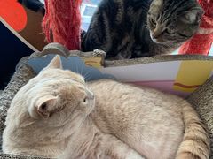 -Catmate·猫肥家润(金润铂宫店)