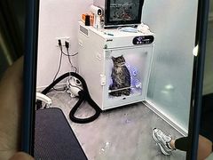-爱洗澡的猫(望京店)