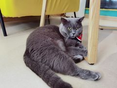 -猫在这儿猫咪咖啡馆·撸猫馆