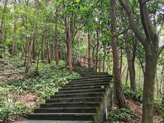 -铁山坪森林公园