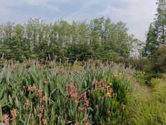 -桤木河湿地公园