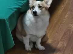 -翊宠yipet猫狗购宠庄园犬舍•猫舍