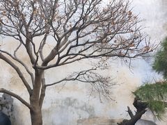 -艺圃