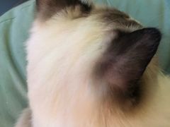 -逗柴咖啡屋·狗咖猫咖宠物桌游
