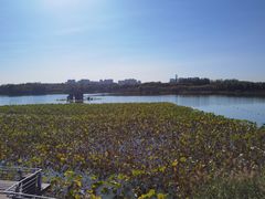 -大兴滨河森林公园