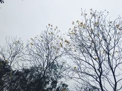 -田心森林公园