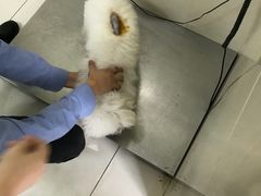 -谐和益家动物医院·免疫绝育·血液透析·宠保定点医院(高新伊藤分院)