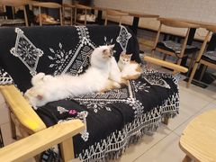 -平行世界·猫咖(首经贸店)