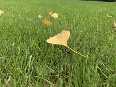 -重庆市江北嘴中央商务区中央公园