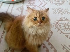 -猫大福·Fortune Cat猫舍(百子湾店)