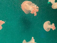 -福州罗源湾海洋世界旅游区