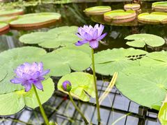 -国家植物园南园