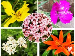 -白草畔自然风景区