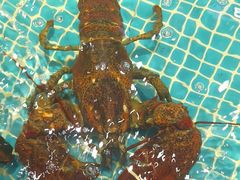 -驻海渔市(置信店)