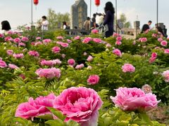 -洛阳市隋唐城遗址植物园