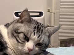 -乐派堂宠物医院·猫友好· 心脏科(东街店)