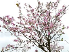 -露天矿生态公园