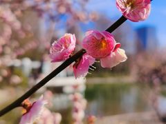 -新虹桥中心花园
