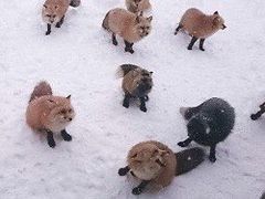 -宫城藏王狐狸村