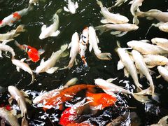 -南宫五洲植物乐园