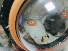 -全心全意连锁动物医院·微创中心·内科急重症·心脏专科(丰管路店)