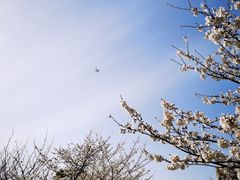 -高东镇樱花园