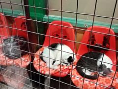 -猫咪博物馆(顶澳仔猫街店)