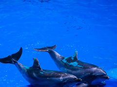 -海合安成都极地海洋公园