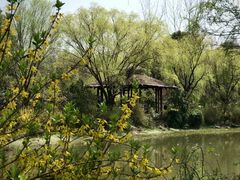 -新江湾城公园