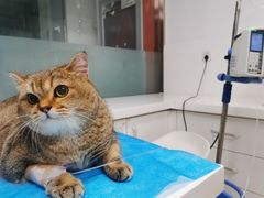 -欧奕国际动物医院