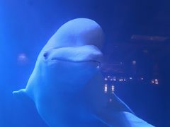 -大连圣亚海洋世界