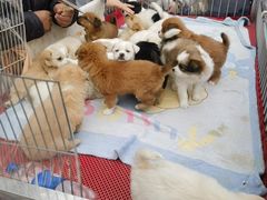 -哈尔滨道外花鸟鱼市场