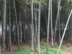 -同里国家湿地公园