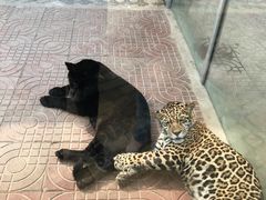 -西霞口神雕山野生动物世界