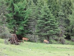 -硗碛藏寨·神木垒景区