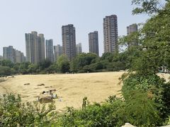 -青枫公园